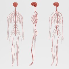 Sticker - Realistic 3D Render of Nervous System