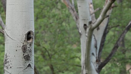 Sticker - Young black woodpecker on nest, 4k resolution video (Dryocopus martius)