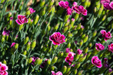 Fototapeta Na sufit - carnation plant with vibrant pink flowers in the late spring season