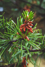 Young Branch Of A Pine Tree With Red Pinecone Close-up. Green Spruce With A Drops Of Water After Rain In Summer. Selective Focus. Beautiful Nature, Forest.