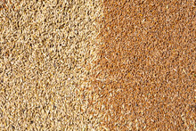 Mixture Of Different Grains, Golden Wheat Grains, Background Of Mixed Barley And Oat Seeds, Mixture Of Cereals For Animal Feed, Yellow Corn Texture