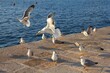 Yellow-legged gulls in Croatia