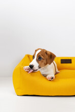 Cute Jack Russell Terrier Puppy Resting On A Yellow Dog Bed. Adorable Puppy Jack Russell Terrier At Home, Looking At The Camera