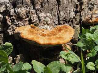 Poster - mushrooms on a tree