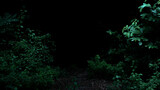 Fototapeta Zwierzęta - Tropical rainforest foliage plants bushes on dark background