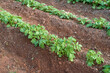 Rows of hilled up potato plants in the home garden.