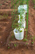 Young tomato plants planted with early spring protection of a bucket and with the support of a wire cage.
