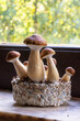 B+ Strain of Psilocybin Magic Mushrooms for Healing of Depression or Anxiety Growing on a Cake of Substrate in Window