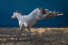 White Horse Running On The Beach