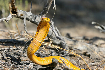 Wall Mural - Cape Cobra in the Kgalagadi