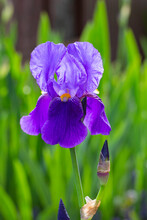Closeup Of A Purple Iris On A Background Of Green Grass