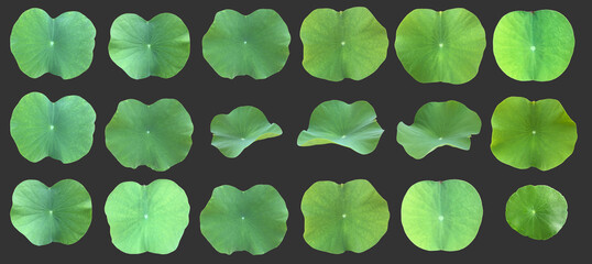 Wall Mural - Isolated waterlily or lotus leaf with clipping paths.