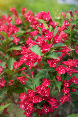 Sticker - Pink delicate weigela flowers in the spring garden	