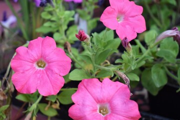 Canvas Print - Pink Petunias