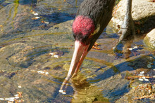 The Black-necked Crane (Grus Nigricollis) Is Drinking Water From A Little Pool.