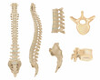 Anatomy of Vertebral column and vertebrae. Human spine vertebral bones. Detailed medical illustration. Skeletal system