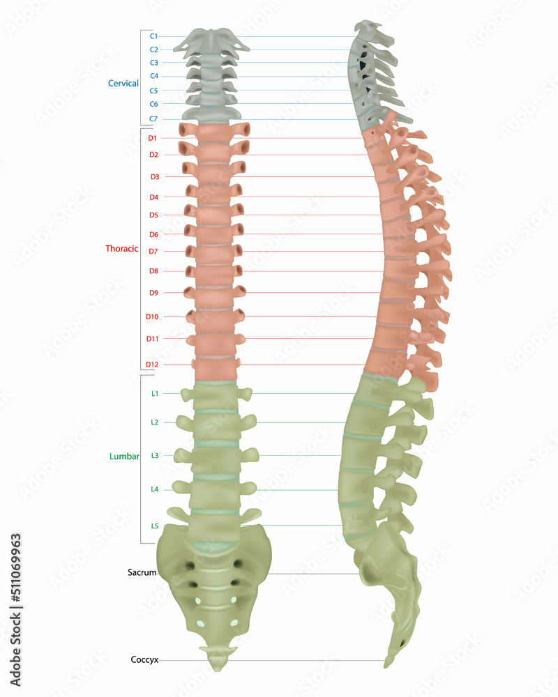 Human Skeleton Anatomy.Vertebral Column of Human Body Anatomy ...