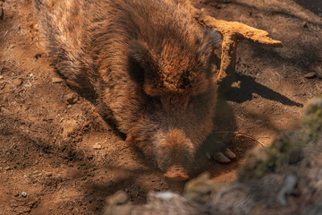 Wall Mural - Boar lying down seen from above.