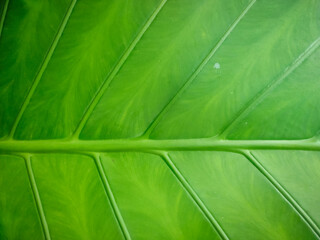 Green leaf background. green and yellow leaf. nature green background