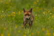 Red Fox walking through a filed of grass with buttercups.  