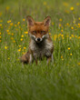 Red fox siting in field with grass in the foreground and buttercups in the background.