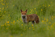 Red fox standing surrounded by grass and buttercups