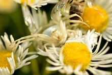 A Flower Spider Sits On A Chamomile.