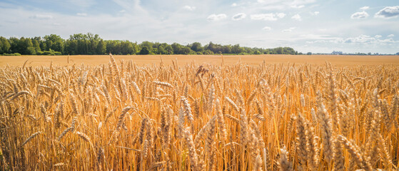 field of yellow ripe wheat on a sunny day