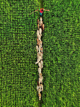 A Flock Of Sheep Is Passing Through Paddy Field. Look Stunning When Seen From Above. 