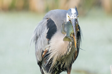 Wall Mural - great blue heron has caught a pumpkinseed sunfish