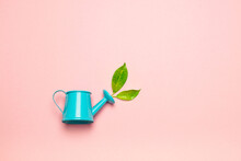 Blue Watering Can And Green Leaves On A Pink Background. Summer Concept.