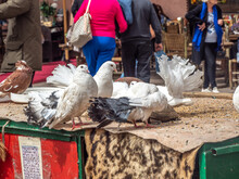 Doves Surround Barely Visible Turtle As They Scramble For Food Atop A Cheetah Skin In The Souk.