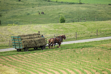 Horses Pulling A Wagon Full Of Hay Bales In Amish Country, Ohio