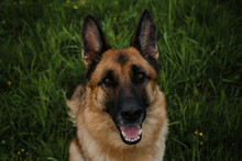 A Thoroughbred Dog In Park Sitting And Smiling. Portrait Of German Shepherd Of Black And Red Color Close-up On Background Of Green Grass In Summer, Top View.