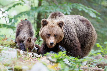 Wall Mural - wild brown bear mother with her cubs walking and searching for food in the forest and mountains of t