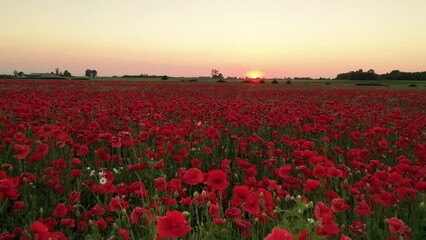 Wall Mural - field of poppies during sunset
