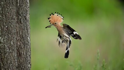 Wall Mural - eurasian hoopoe bird ( upupa epops )