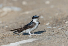 House Martin (Delichon Urbicum) On The Ground To Recover Mud With Which It Builds Its Nest.