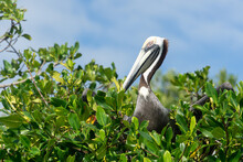 A brown American pelican sits among green foliage. Sea bird watching. Pelican in profile, Sian Caan Reserve, Mexico.
