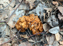 Spring Mushroom Morel Morchella Among Fallen Last Year S Leaves Close-up. Spring, March. 