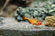 Aquarium fish tetra minor in a freshwater aquarium with underwater plants