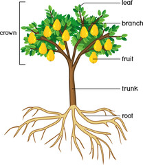 Poster - Parts of plant. Morphology of pear tree with root system, leaves, fruits and titles