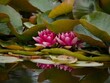 canvas print picture Pink Waterlilies
