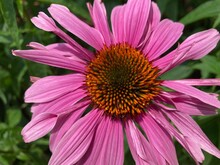 Close Up Of Pink Coneflower
