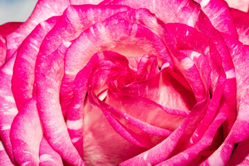 Wall Mural - Closeup of a pink rose bud. Background opened rosebud. Rose bud with pink petals. Extreme close-up of a rose flower. Abstract beautiful bright floral background