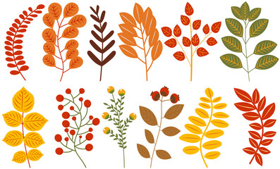 Wall Mural - autumn flowers and leaves in flat design, isolated on white background
