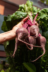 Wall Mural - homegrown beetroot held in hand