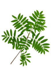 Wall Mural - a tree branch with green leaves isolated on a white background