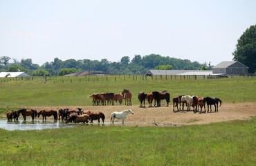 Wall Mural - A herd of horses a ranch water hole on a sunny summer day