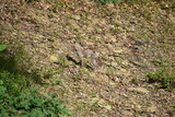 Fototapeta Sawanna - Suburban camouflaged coyote pup on hillside 